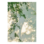 Shadow | Spring Leaves