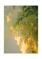 Shadow | Green Bamboo