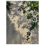 Shadow | Canopy Light