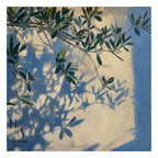 Shadow | Olive Shadows