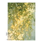 Shadow | Bamboo Shadows